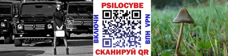 где найти Светлый Галлюциногенные грибы Psilocybine cubensis